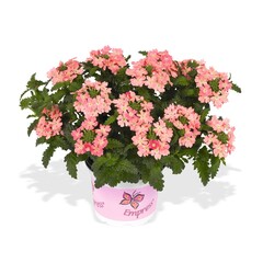 1582 Вербена EMPRESS FLAIR PEACH