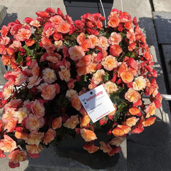 1205 Бегония BK COLLECTION ESMAY PEACH (ВЕСНА 2025)