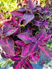 Тихий Дон UO колеус