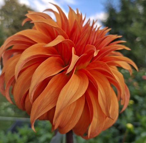 Георгин Блюмквист Джин (Bloomquist Jian)