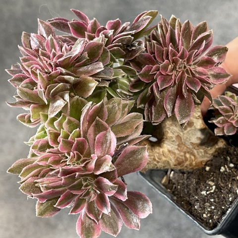 Эониум Грин Витч кристата d8