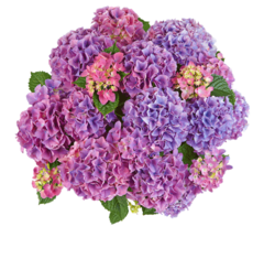 Гортензия крупнолистная (Macrophylla) Tabletensia Purple 12 шт.