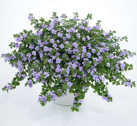 1013 Бакопа SCOPIA DOUBLE LAVENDER (ВЕСНА 2025)