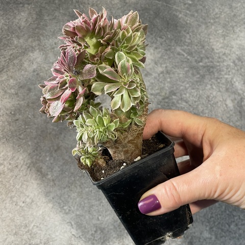 Эониум Грин Витч кристата d8