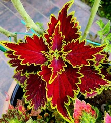 Bourbon Street колеус КСР