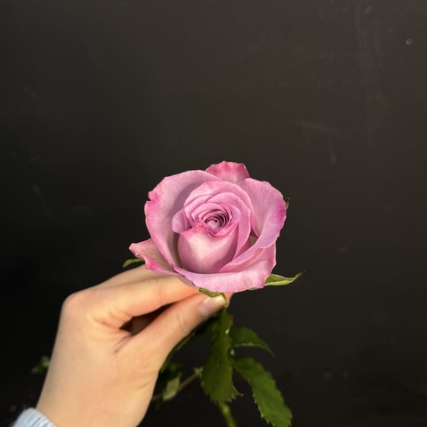Роза кенийская сиреневая 40 см / 1 шт