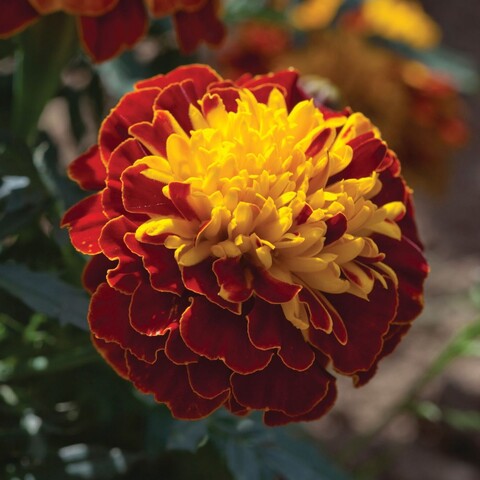 Бархатцы отклоненные Креста Спрай Микс