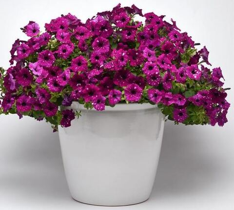 Петуния Electric Purple Sky