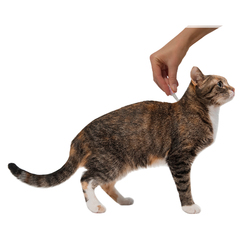 Bayer Адвокат антипаразитарный препарат для кошек массой от 4 до 8 кг 0,8 мл 1 пипетка