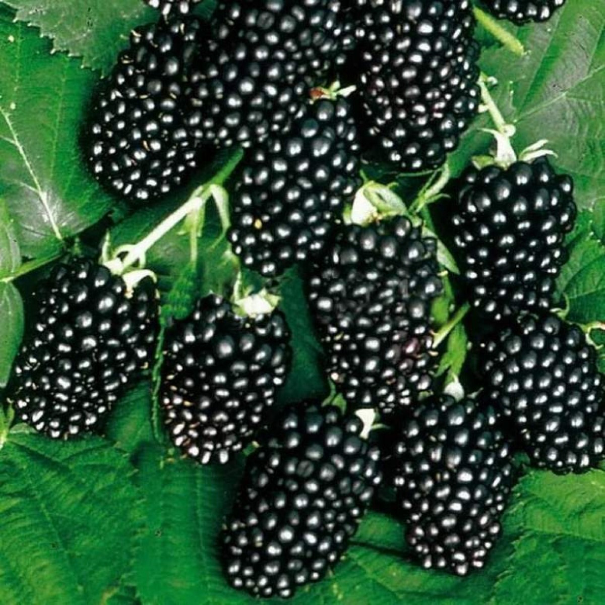 Купить Саженцы Ежевики Из Питомника В Беларуси