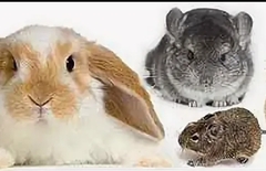 Смесь зерновая для  грызунов №2 , 

7 злаков + люцерна