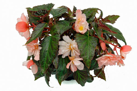 1256 Бегония BELLECONIA LIGHT PINK (ВЕСНА 2025)