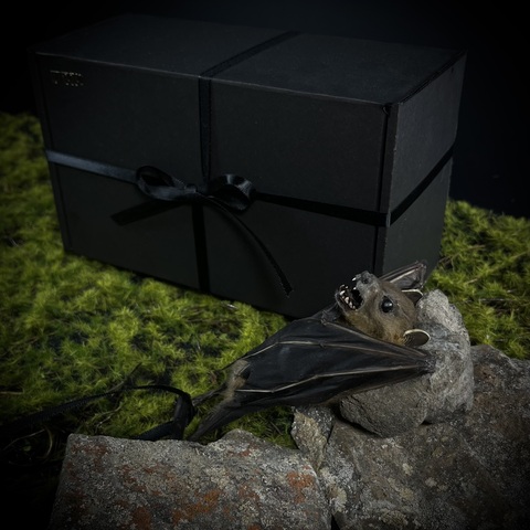 Летучая мышь в подарочной коробке