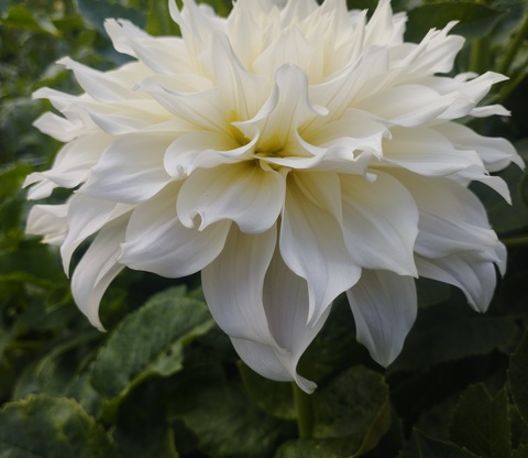 Георгин Хапет Клауд(Hfpet Cloud)