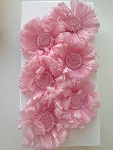 Гербера 5-7см Розовый (6шт полная коробка)