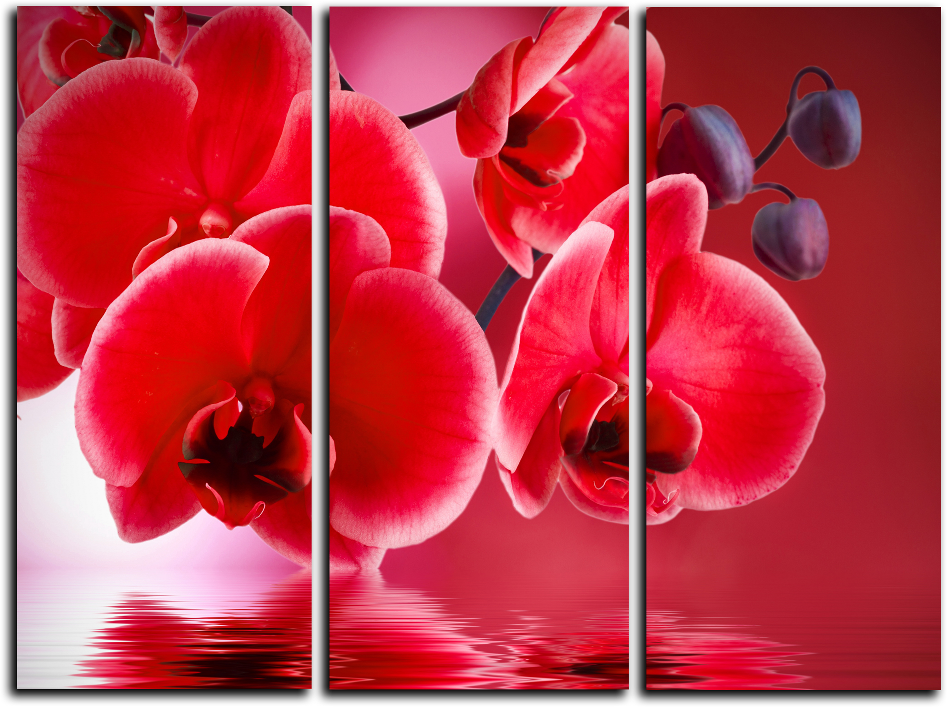 Цветы Модульная картина "Красные орхидеи" М710.png