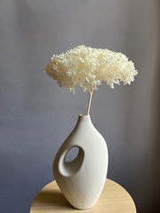 Гортензия стабилизированная молочная