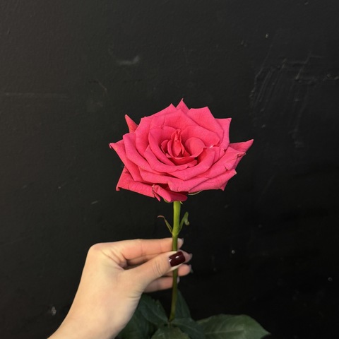 Роза hot explorer 60 см / 1 шт