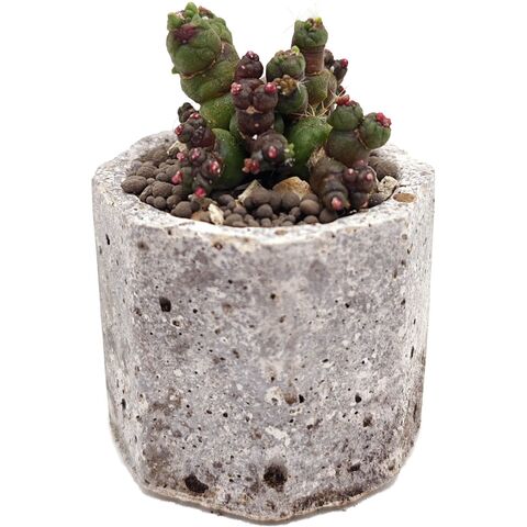 Маммиллярия Бокасана монструоза