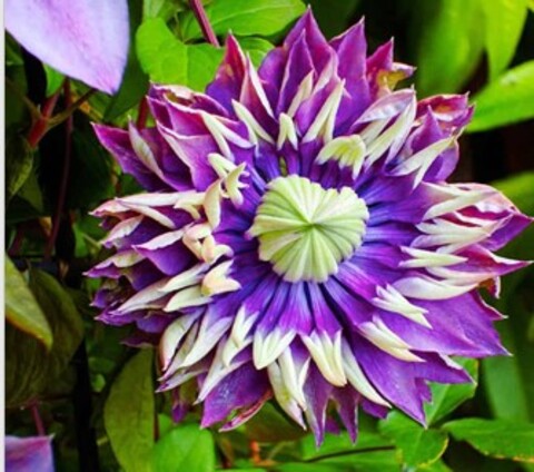 Клематис крупноцветковый Тайга