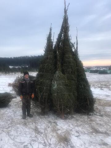 купить ель крупномер