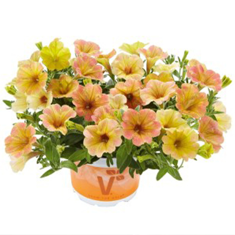 32434 Петуния FORTADO SPECIAL MANGO (ВЕСНА 2025)