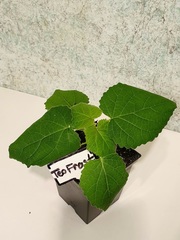 Teofrast Павловния Шантонг Paulownia Shan Tong