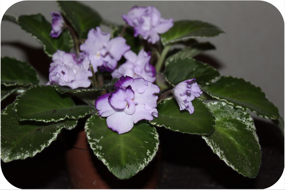 Сорт фиалки buckeye seductress. Фиалка бакей седактресс. Фиалка buckeye seductress. Фиалка buckeye saucy. Hancock -buckeye seductress.