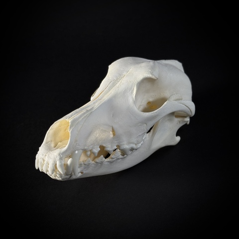 Череп собаки