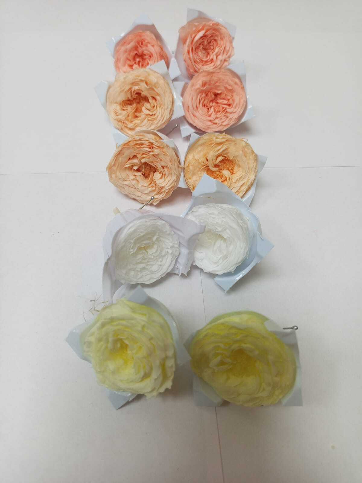 Роза пионовидная 2-3 см Набор микс 12 (10шт)