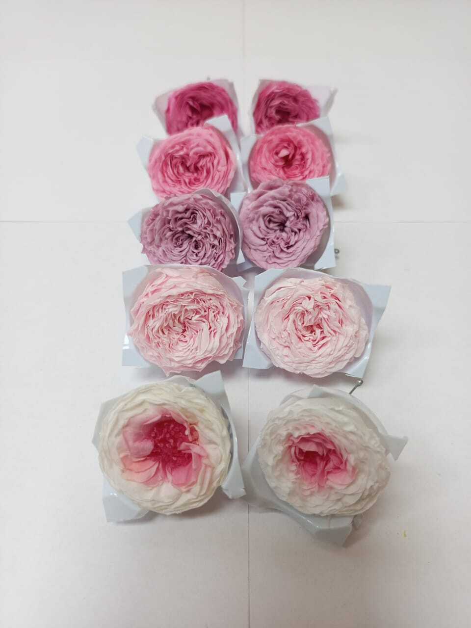 Роза пионовидная 2-3 см Набор микс 17 (10шт)