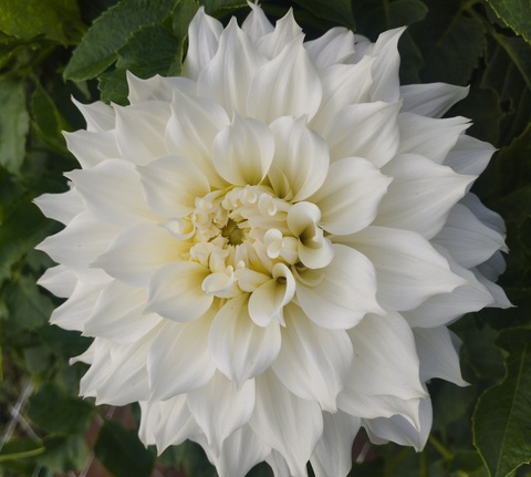 Георгин Хапет Клауд(Hfpet Cloud)