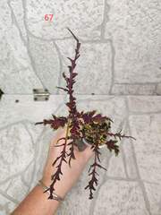 Chili Pepper Тай колеус
