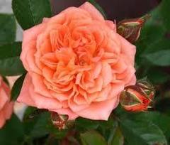 Роза миниатюрная Нинетта 