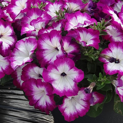 32410 Петуния SANGUNA PURPLE PICOTEE IMP (ВЕСНА 2025)