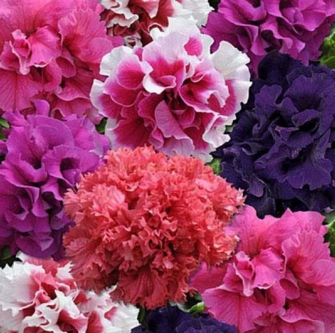 Петуния махровая Глориас Микс