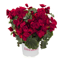 1206 Бегония BK COLLECTION VERMILLION RED (ВЕСНА 2025)