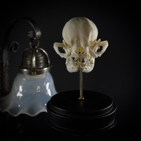 Череп собаки в клоше