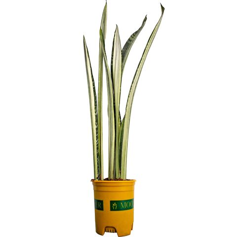 Суккуклент Сансевиерия Бентель Сенсейшен D11 H65