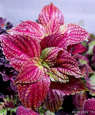 Арлекин ES колеус КСР