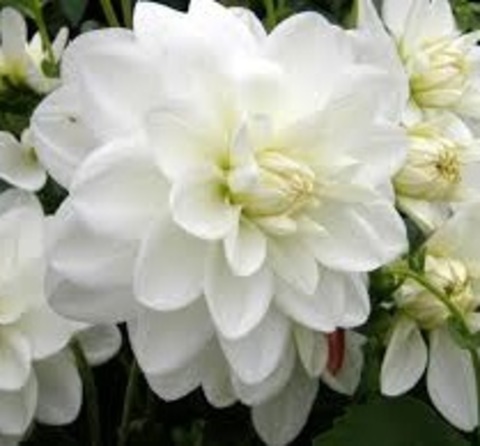 Георгин Вайт свен (White swan)