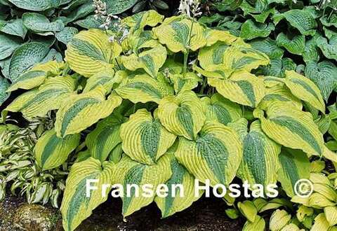 Goodness Gracious хоста