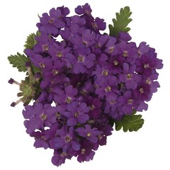 1512 Вербена EMPRESS SUN VIOLET (ВЕСНА 2025)