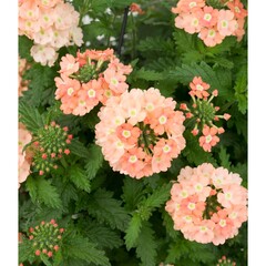 1582 Вербена EMPRESS FLAIR PEACH