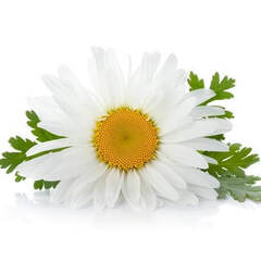 Эфирное масло Римской Ромашки (Roman Chamomile) - 5 мл. Compagnie des Sens