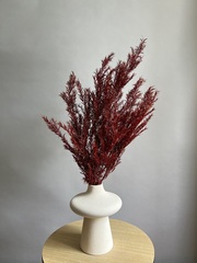 Чайное дерево бордо