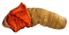 Картинка спальник Deuter Exosphere -11 EL Almond-Paprika - 2