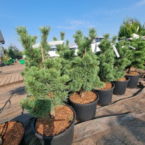Сосна мелкоцветковая Бергман | Pinus parviflora Bergmann 60-70 см (С12)