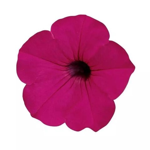S5769 Петуния ампельная Tidal Wave Purple 5шт.