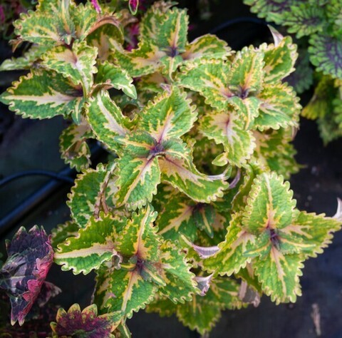 Lime Frill Tricolor колеус_КСР
